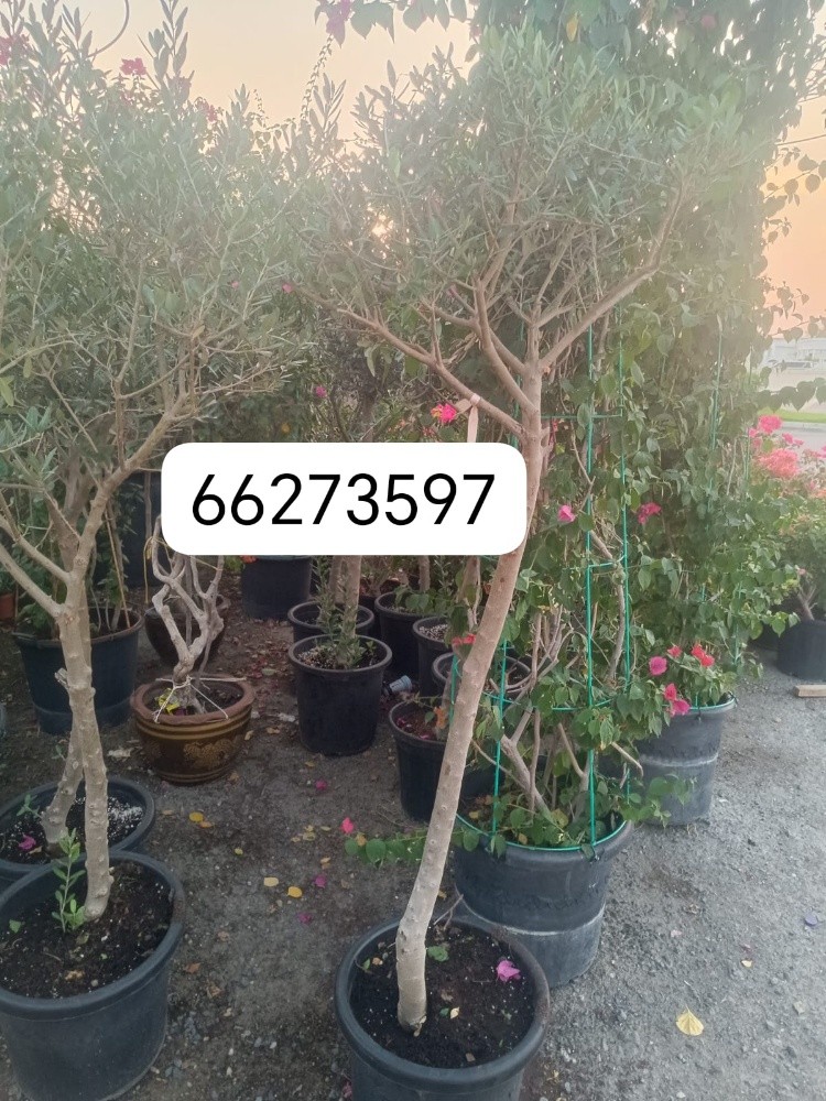 الزيتون واحجامه صغير وكبير - 2
