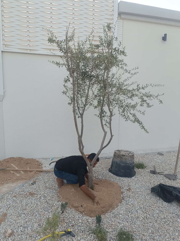 أشجار الفتنه - 5