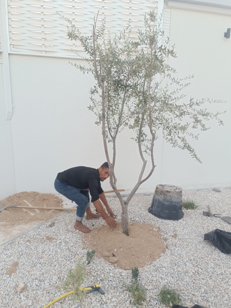 أشجار الفتنه - 4