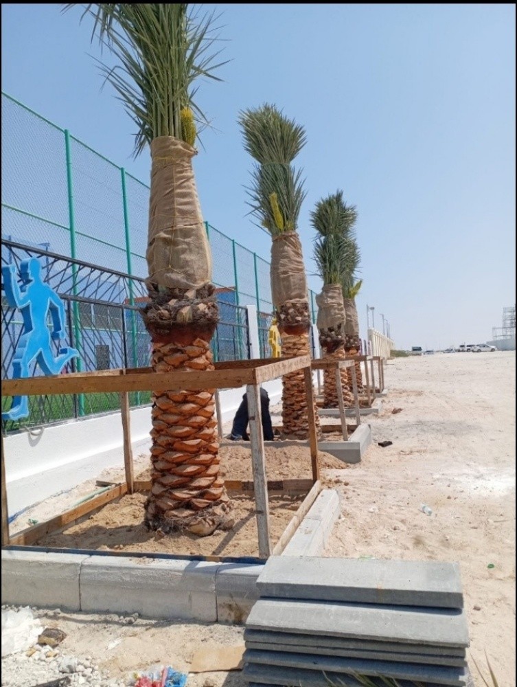 نخيل للبيع - 1