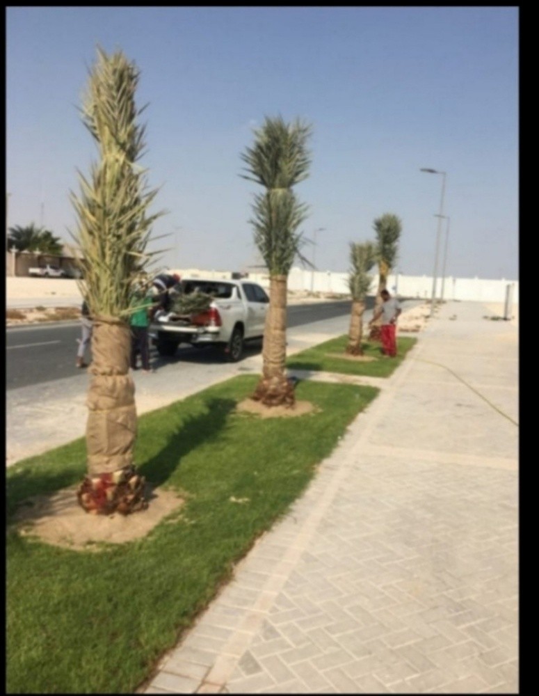 نخيل للبيع - 4