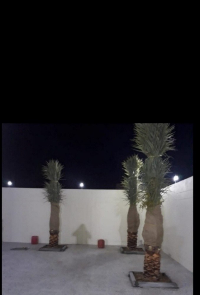 نخيل للبيع - 6