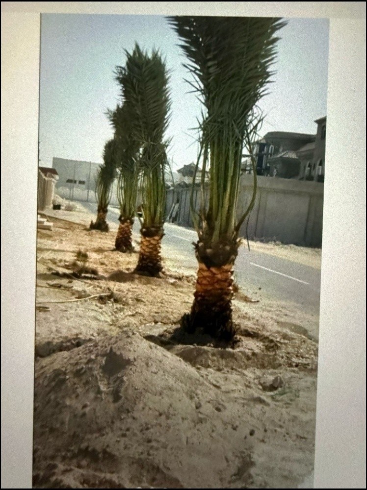 نخيل للبيع - 2
