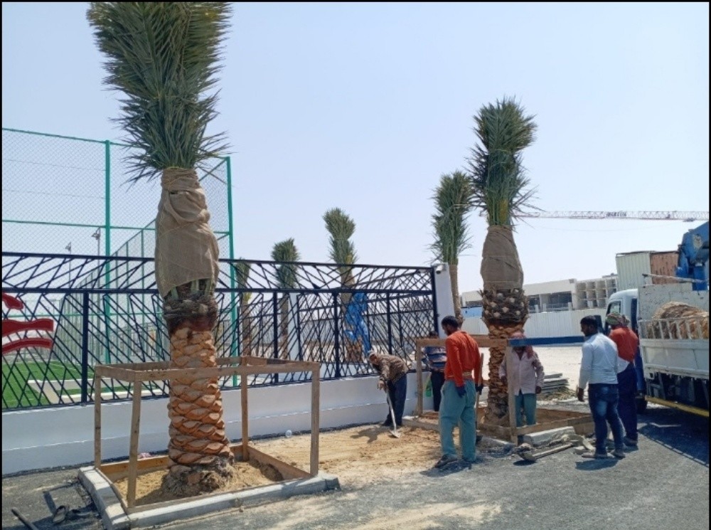 نخيل للبيع - 3