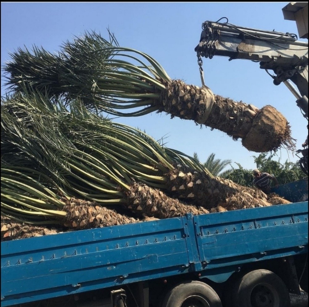 بیع نخل تکریب نخیل شیل نخیل - 2