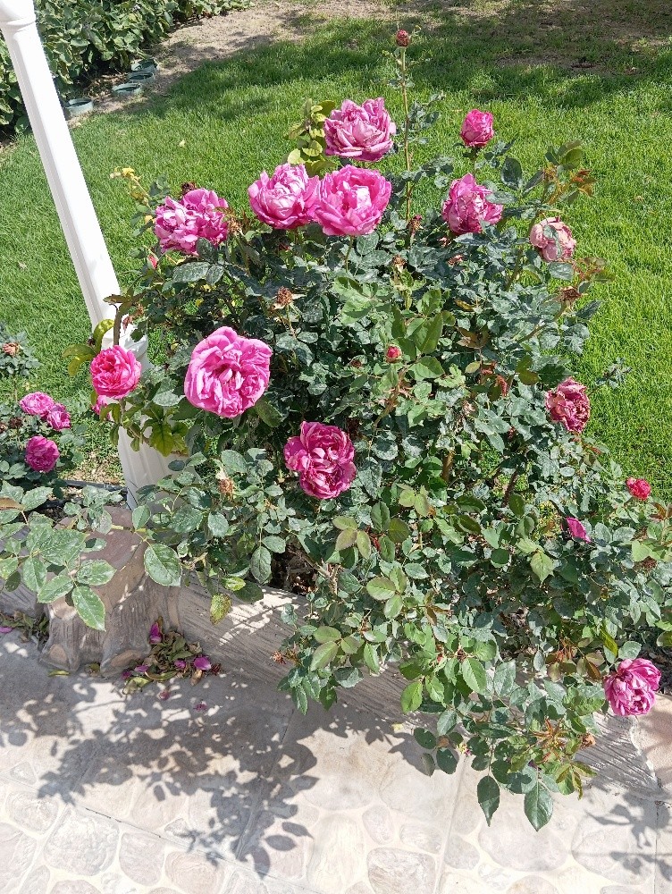 موزارع ومنسق الحديقة - 4