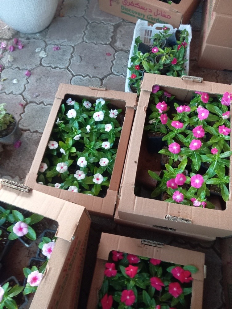 زراعه ودكور - 2