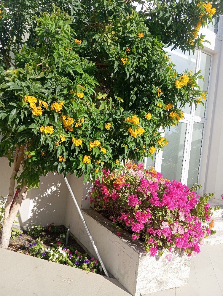 زراعه ودكور - 5