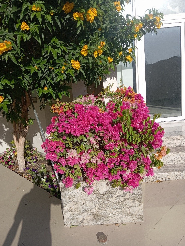 زراعه ودكور - 4