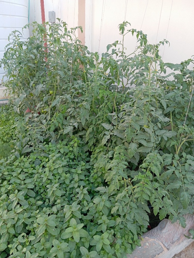 موزارع - 4
