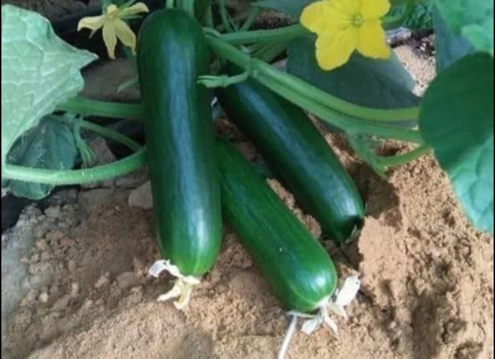 جميع زراعه الخضار - 2
