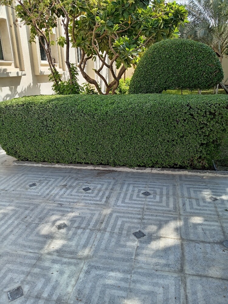 زراعه وديكورات - 2
