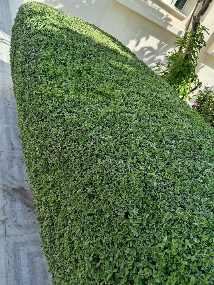 زراعه وديكورات - 1