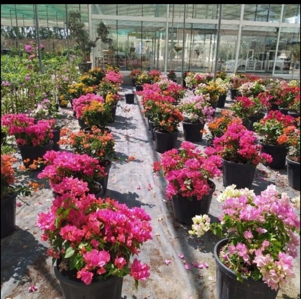 عمل كافه أعمال الزراعه وتنسيق الح - 4