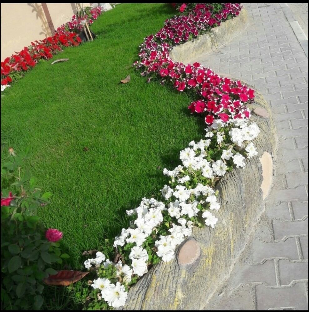 زراعه وتنسيق الحدائق وصيانه الحدا - 2