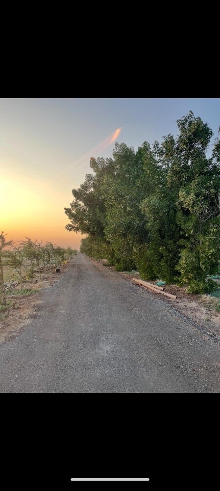 Farm for sale in Simsimah - 2
