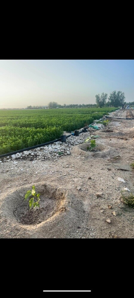 Farm for sale in Simsimah - 1