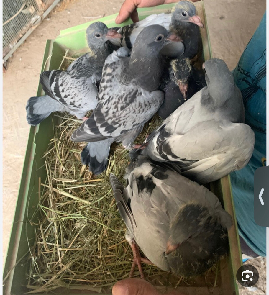 فروخ لاحم و زواجل سمان فل شحم - 7