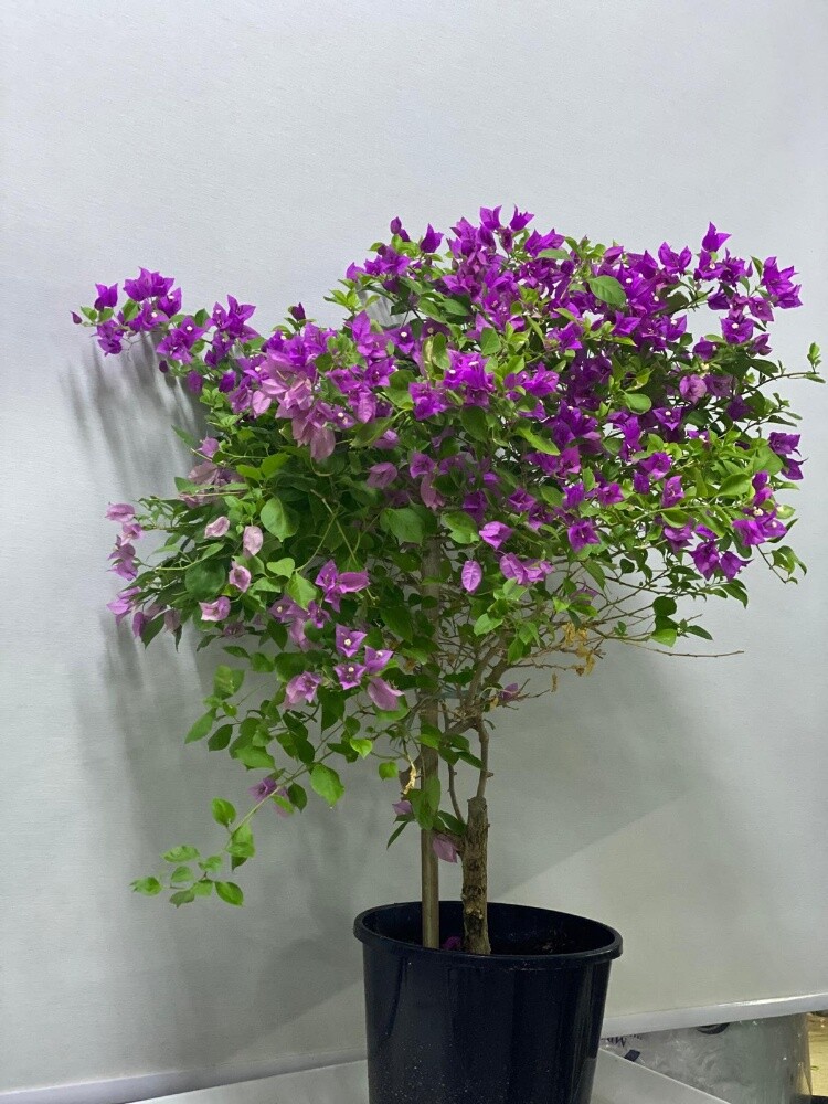 Bougainvillea - 1
