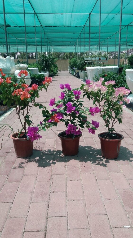 Bougainvillea - 2