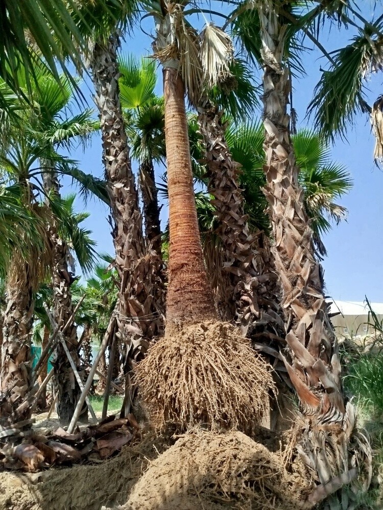 عمل زراعه - 1