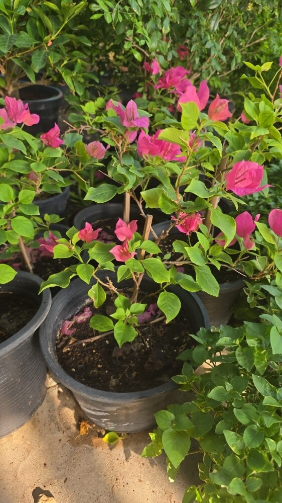 عمل زراعه - 2
