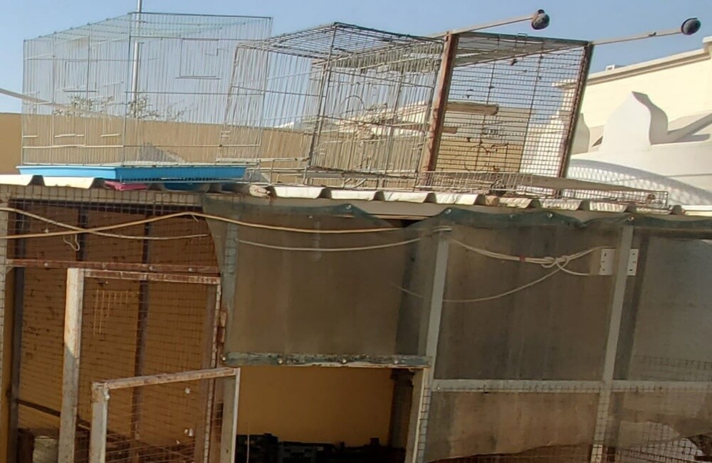 اقفاص - 3