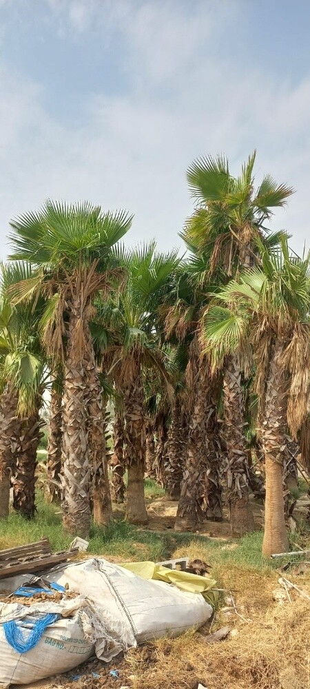 منسق حدائق 55079950 - 8