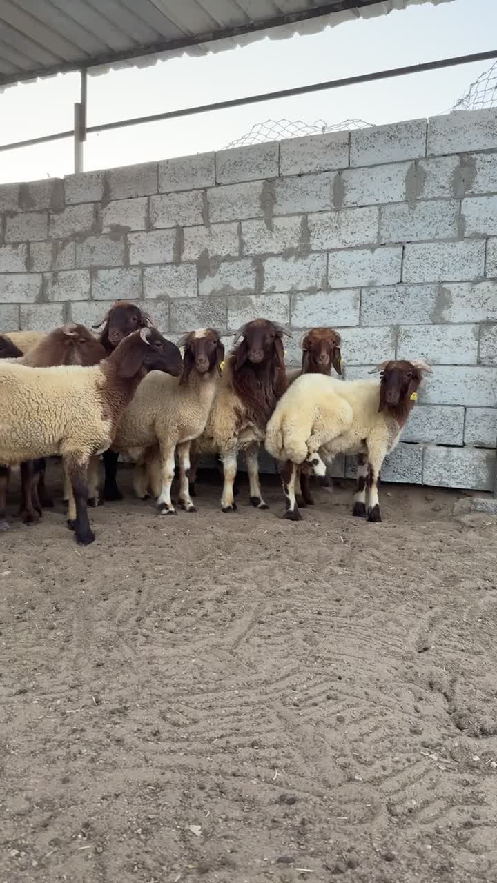 طليان محليه هرافا سمان  - 1