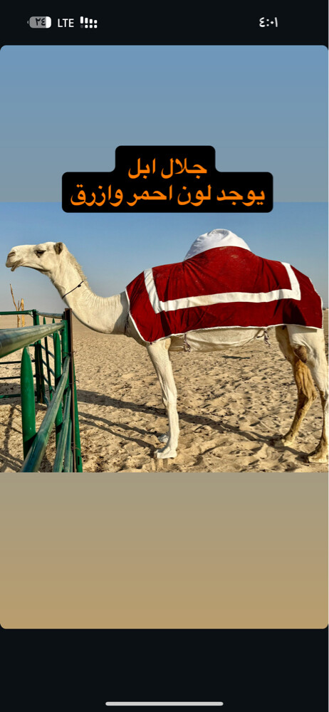 طقم كشته ومستلزمات اخرى - 9