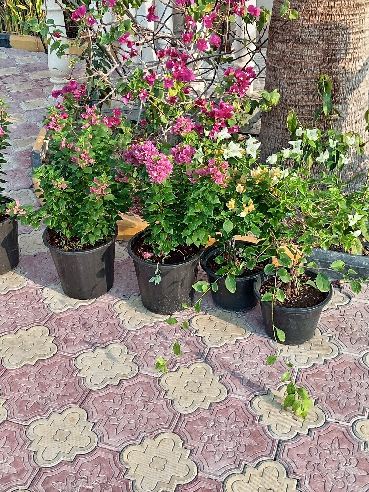 زراعه وديكور - 3