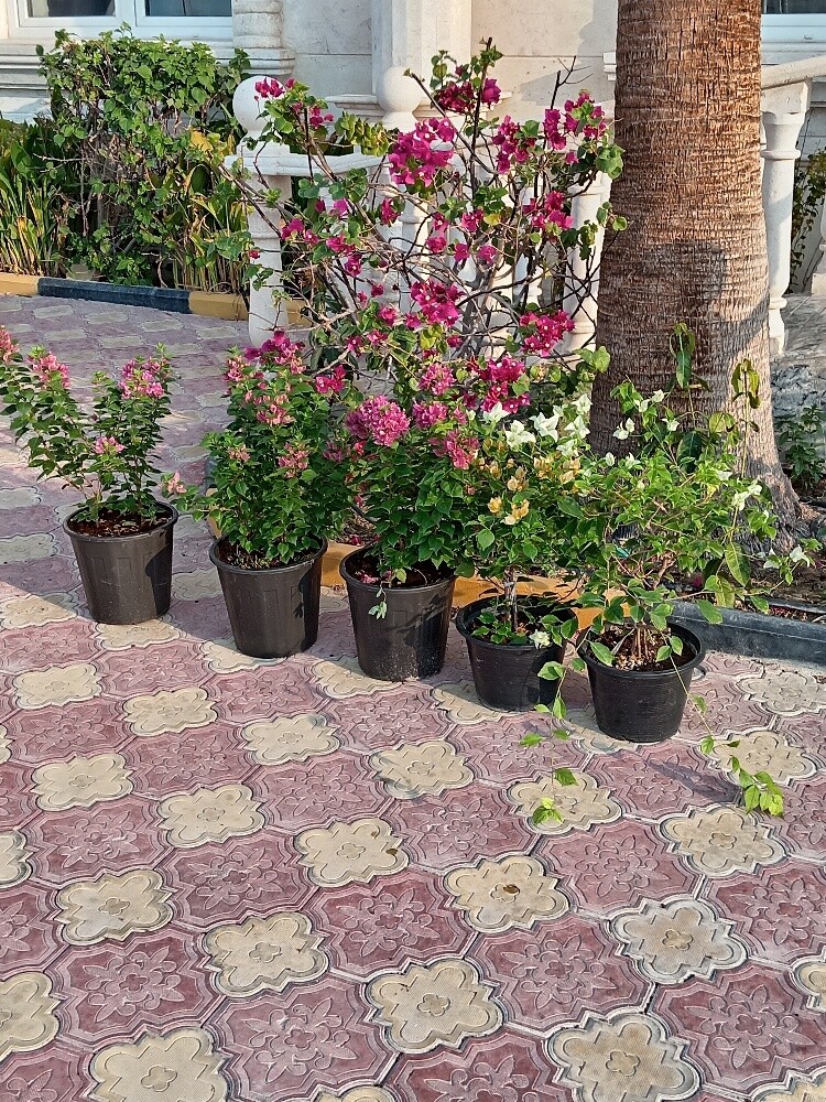 زراعه وديكور - 2