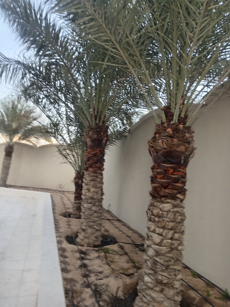 زراعه وديكور - 1
