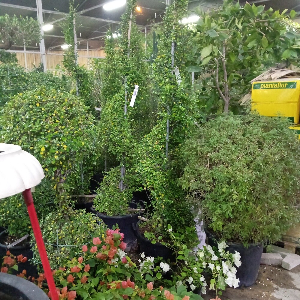 منسق حدايق - 3