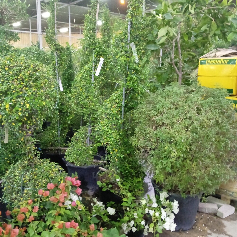 منسق حدايق - 2