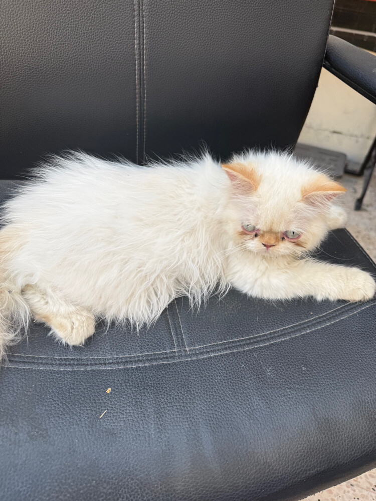 cat - 1