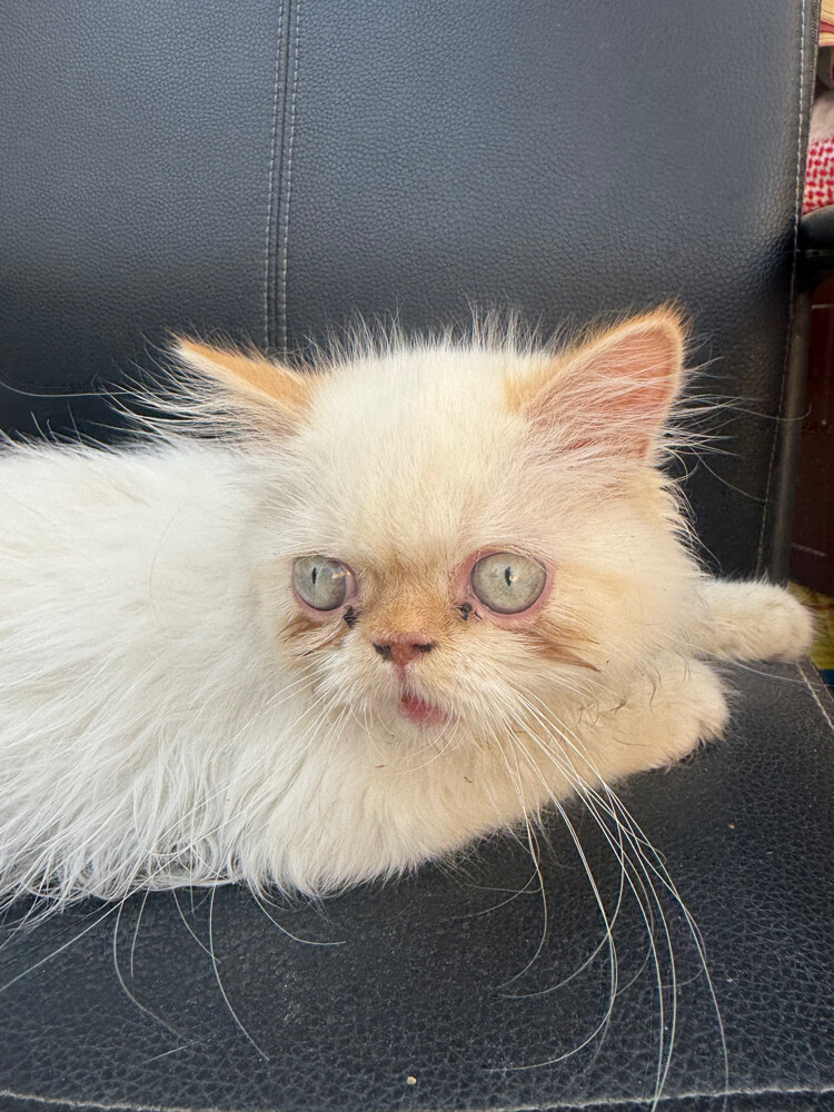 cat - 4