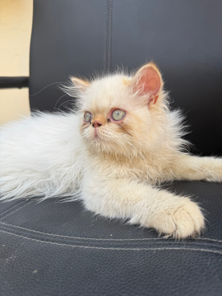 cat - 6