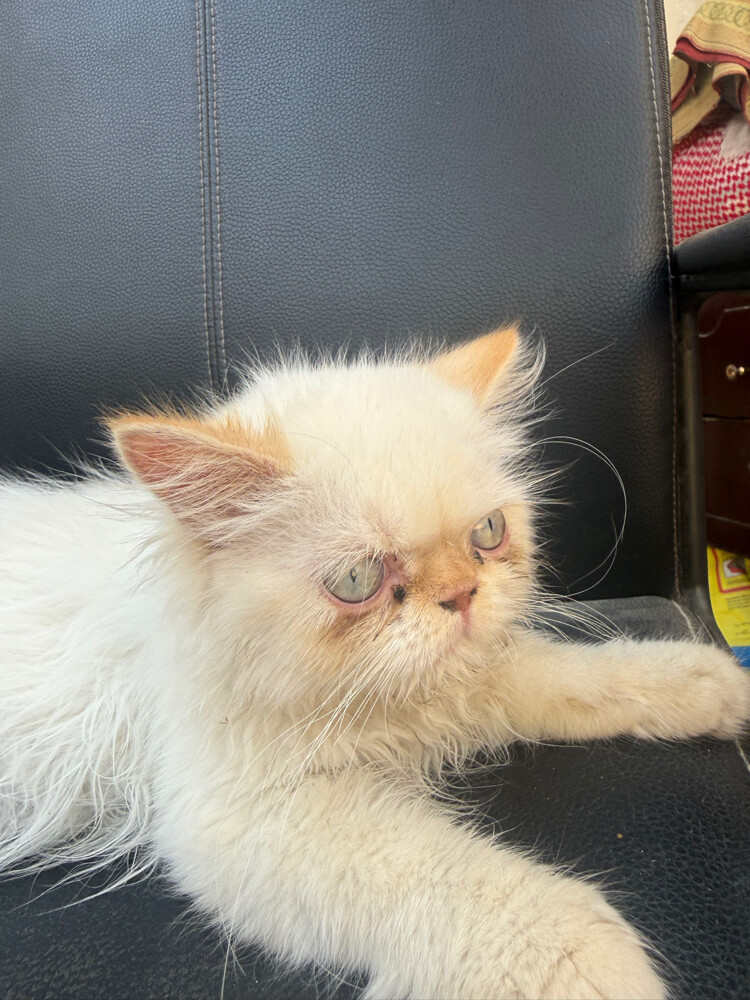 cat - 7