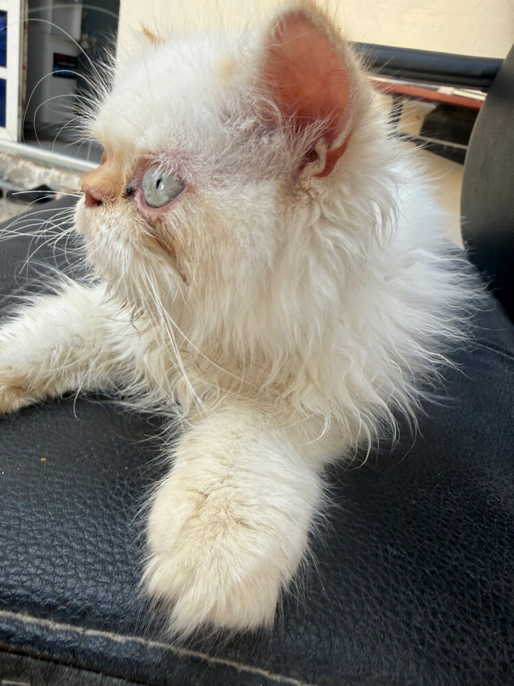 cat - 2