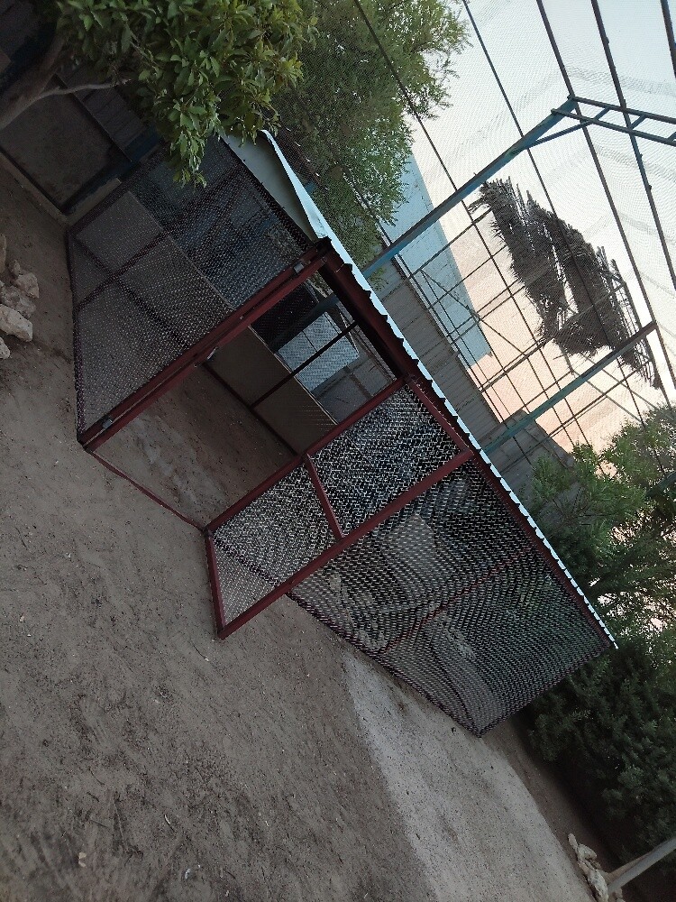 قفص جديد - 2