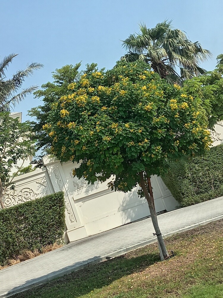 زراعه أشجار - 1