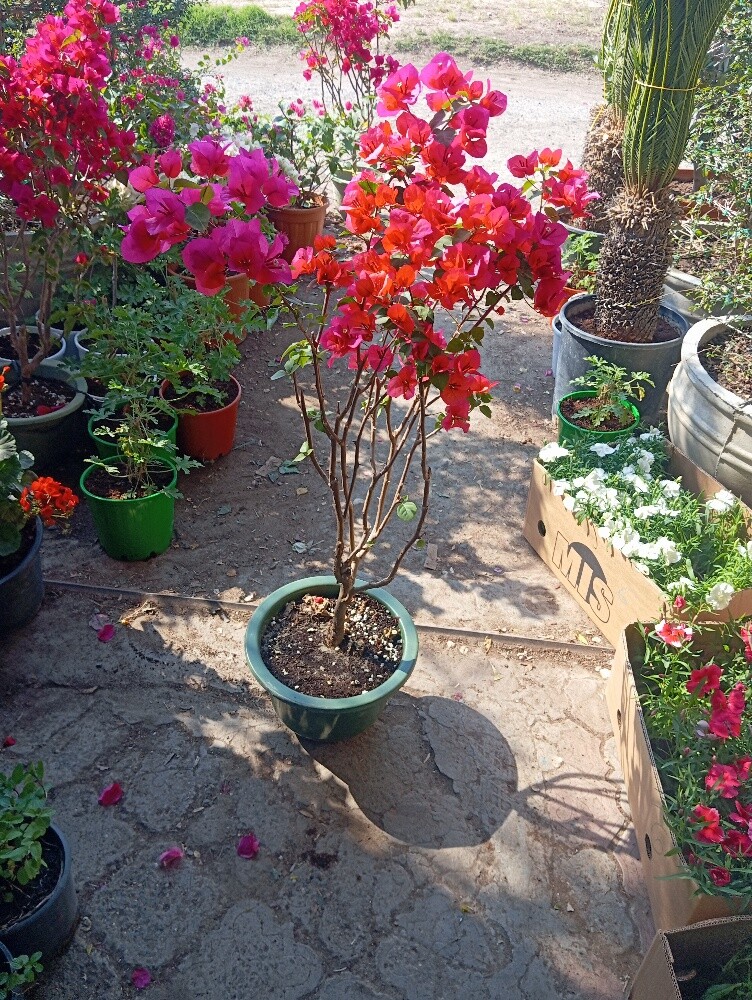 زرعه ودكور - 2