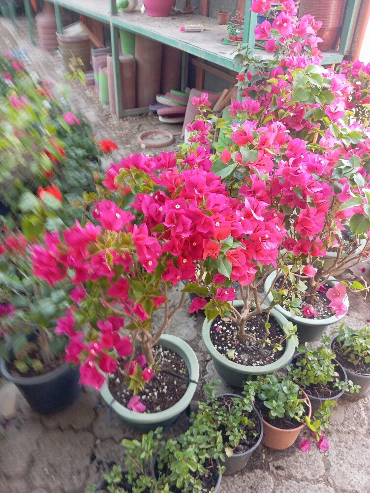 زرعه ودكور - 1