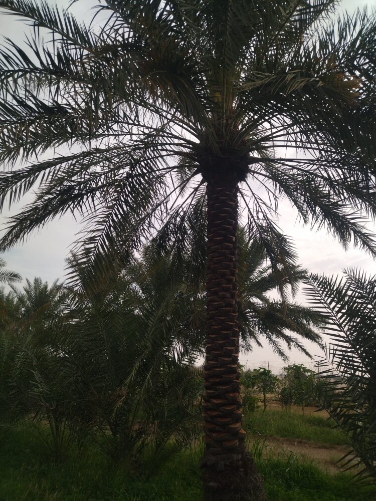 زراعه النخيل - 6
