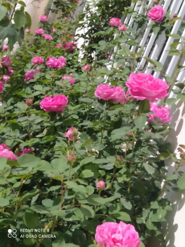 شركه زراعة - 4