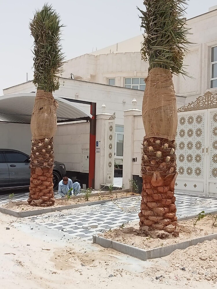 توفير جميع انواع النخيل - 4
