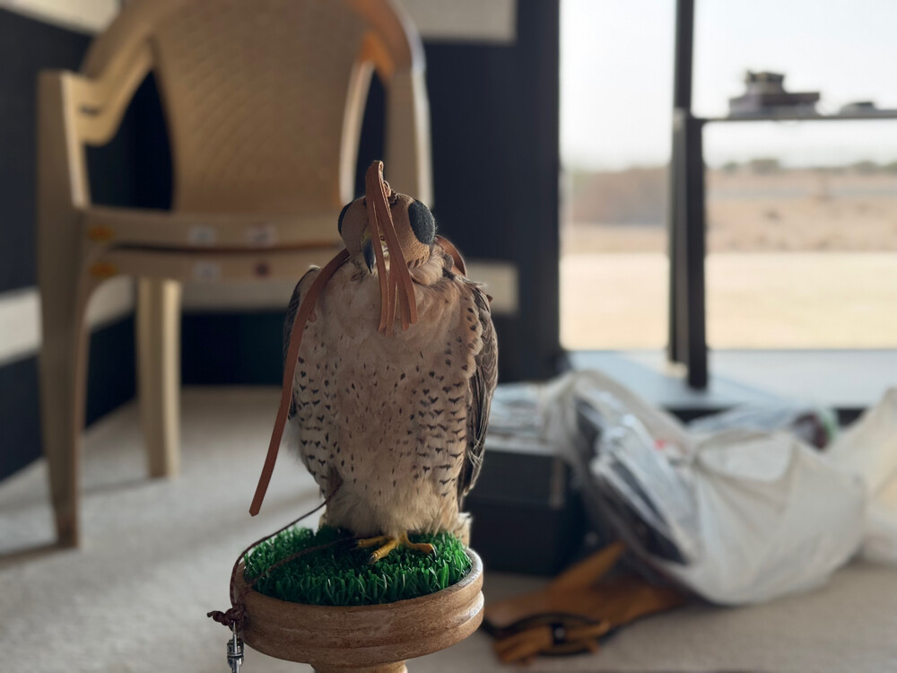 خبيليه خاهزه حر - 4