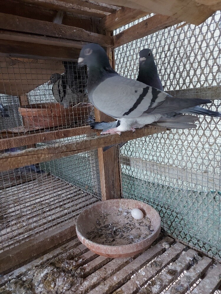 زواجل - 10