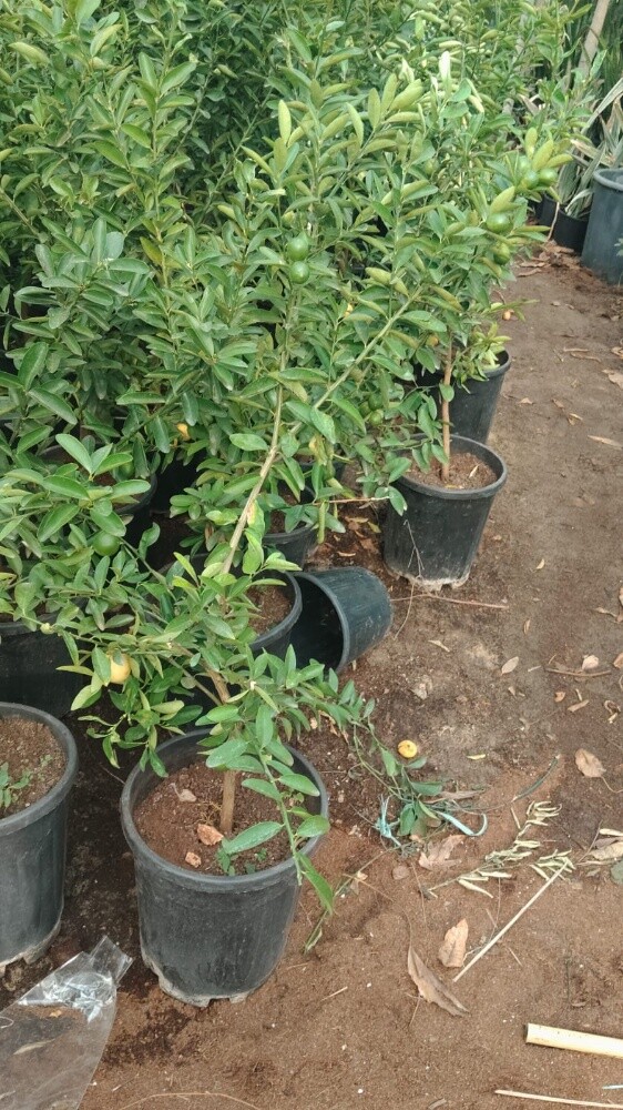 اشجار الليمون واللوز والكنار - 2